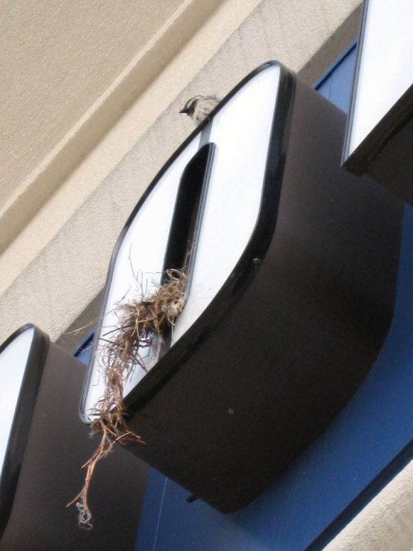 Birds nesting in channel letters