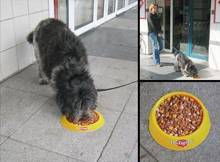 Poor doggy not realizing that it's only a sticker of dog food, not the real deal!